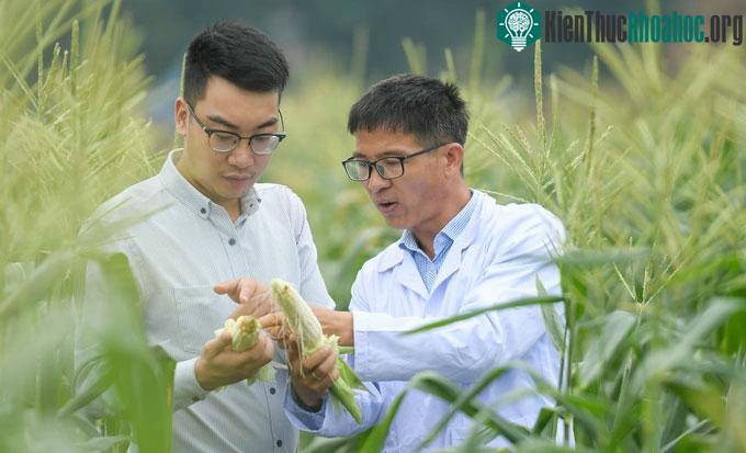 Thời gian canh tác ngô hoa quả ngắn nên người dân có thể trồng nhiều đợt trong năm.
