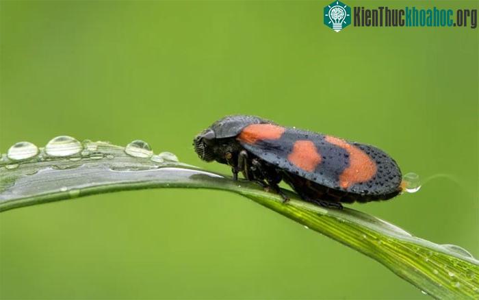Ve sầu Froghopper
