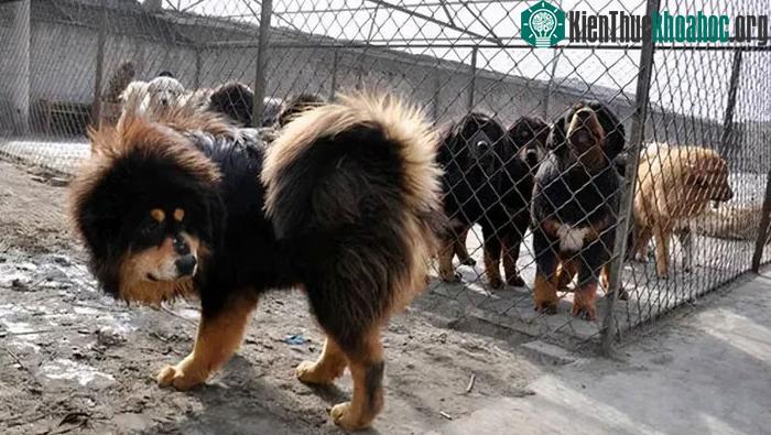 Chi phí thức ăn khổng lồ hàng ngày đã khiến cho nhiều trại chó phá sản.