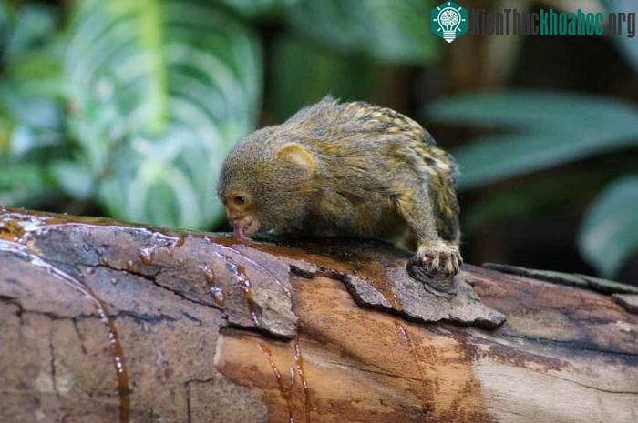 Khỉ đuôi sóc Pygmy giao tiếp với nhau bằng cách trò chuyện và ngân nga bằng giọng the thé.