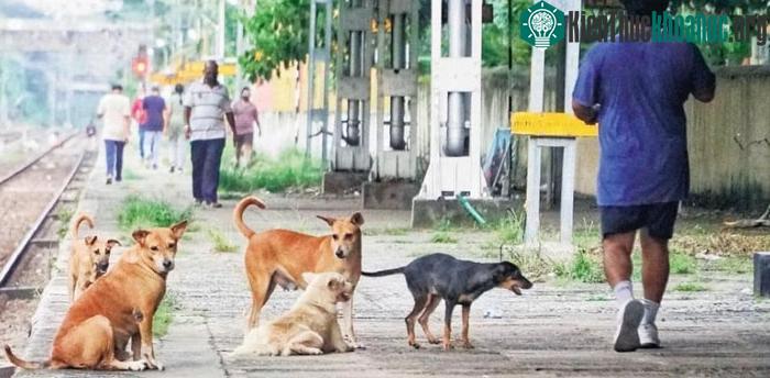 Bản năng bảo vệ lãnh thổ của chó rất cao