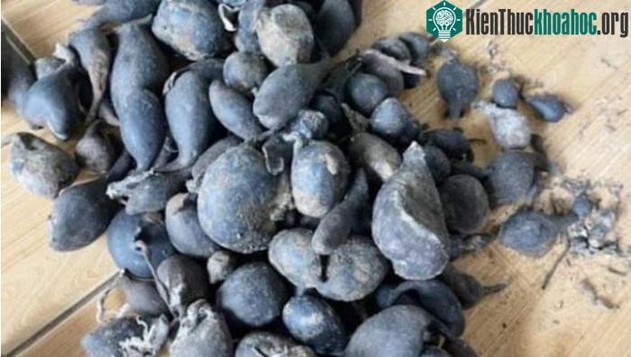 Sâm ô linh có rất nhiều tác dụng tốt và được dùng để điều trị nhiều căn bệnh khác nhau.