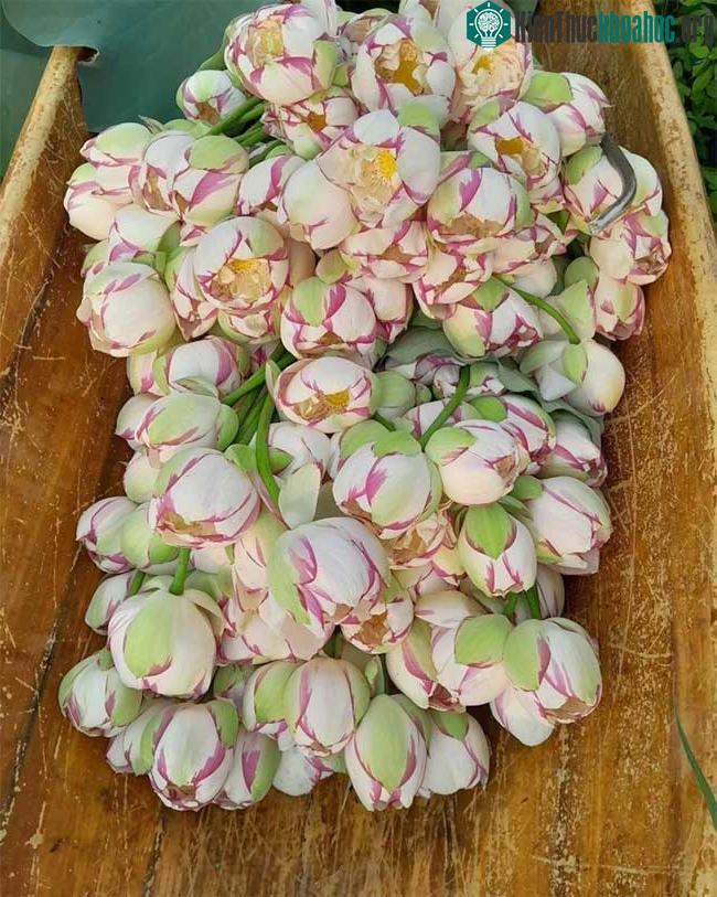 Hoa sen đột biến