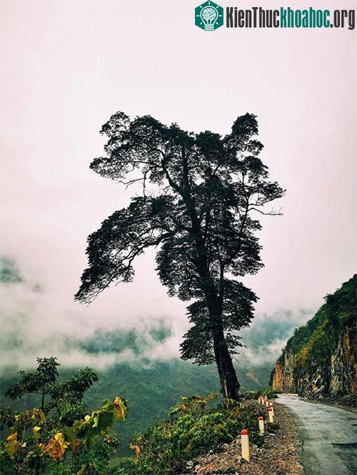 Cây cô đơn ngày càng thu hút sự tò mò và thích thú của người dân khắp cả nước