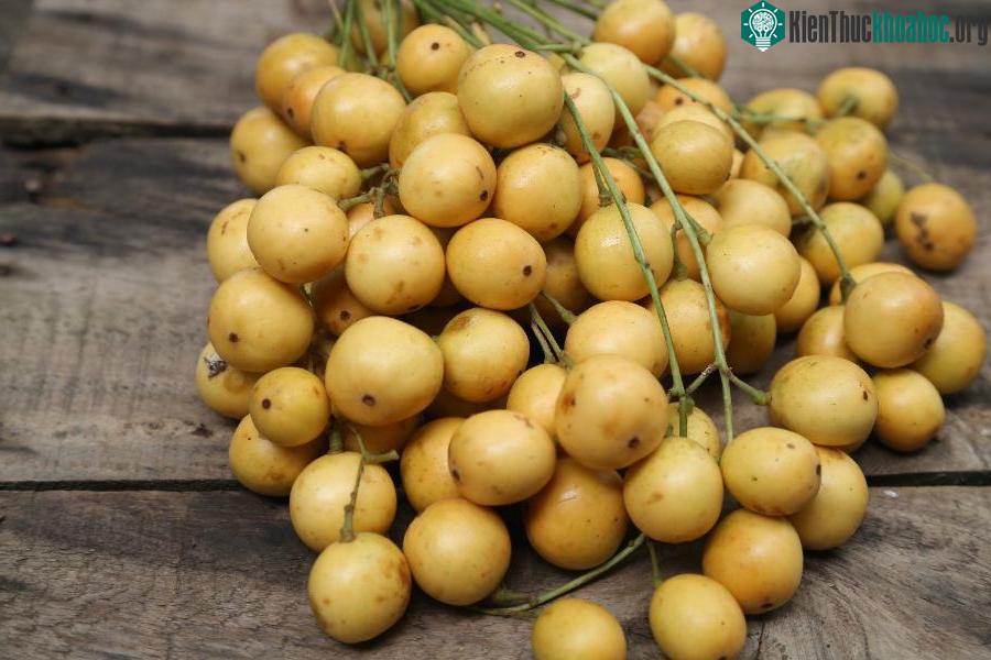 strong>Ɗâu da đất thường chín rộ vào khoảng tháng 6 kéo dài tới tháng 7, tháng 8 dương lịch. Loại quả nàу có hương vị chua ngọt, thơm nhẹ nên được nhiều người ưɑ chuộng. Đặc biệt, dâu da đất còn có...