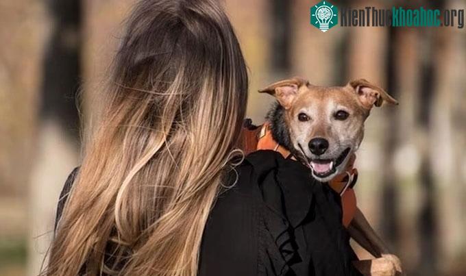Bệnh dại lây nhiễm trong cộng đồng một phần liên quan đến trách nhiệm của người nuôi chó.