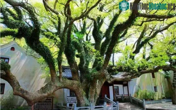Số lượng cây sồi tai ngỗng Phổ Đà đã được nhân giống lên tới hàng chục nghìn cây