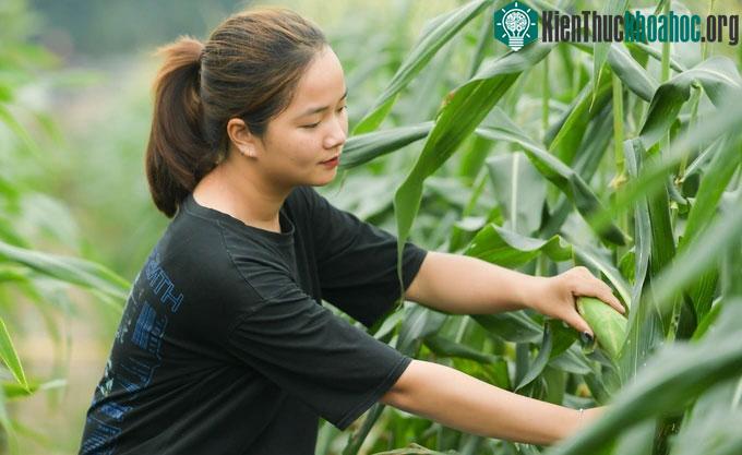 Ngô hoa quả mọng nước, có vị ngọt hơn dưa hấu.