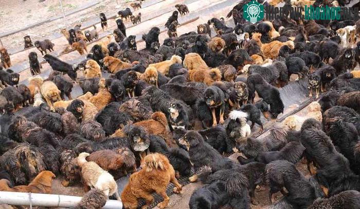 Ngày càng có nhiều chó ngao Tây Tạng trở thành chó hoang vô gia cư