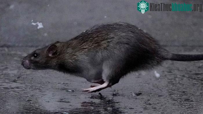Để kiểm soát chuột một cách toàn diện, chúng ta cần tập trung vào các mục tiêu lâu dài