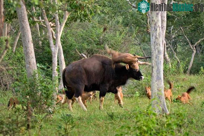 Những con dhole cái có thể sinh 5-10 con mỗi lứa
