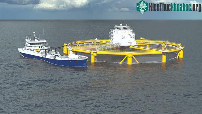 Ocean Farming được thành lập đặc biệt để phát triển khả năng nuôi cá ngoài khơi.