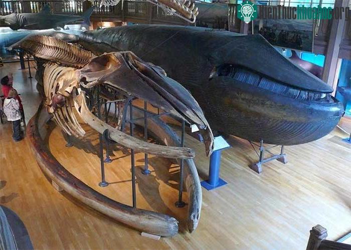 Đến nay, đây vẫn là tiêu bản cá voi xanh duy nhất trên thế giới.