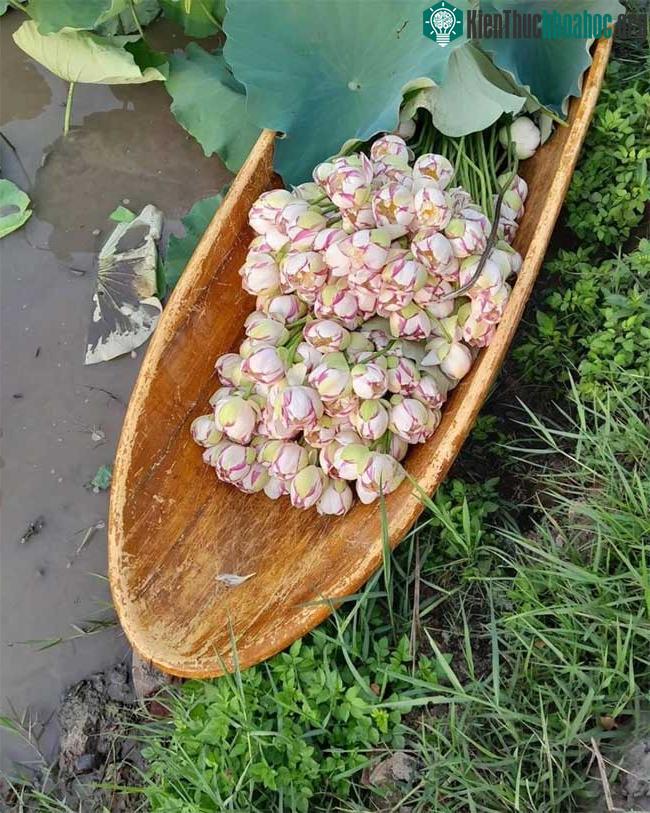 Hoa sen đột biến