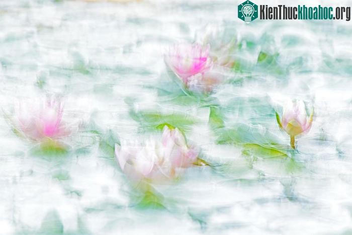 Bức ảnh chụp hoa theo trường phái ấn tượng.