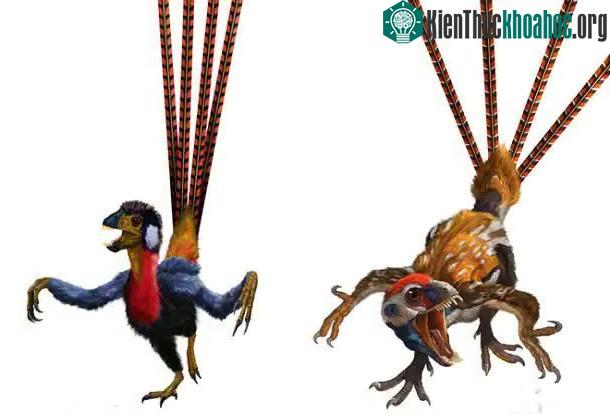 Epidexipteryx