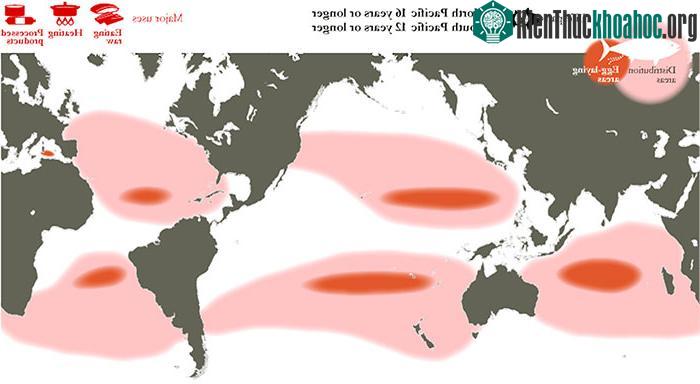 Nơi phân bổ cá ngừ Albacore
