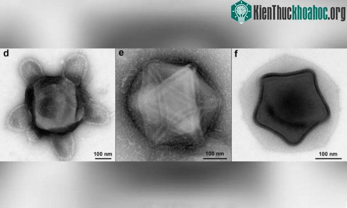 Phát hiện các hạt giống virus khổng lồ trong rừng Mỹ ảnh 0