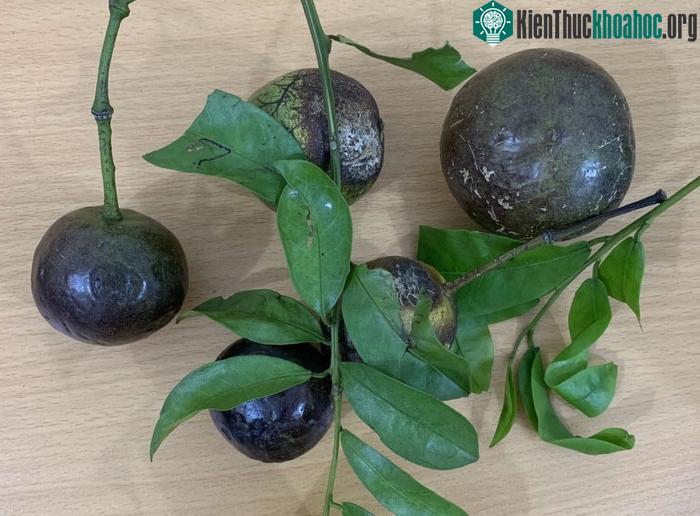 Quả hồng châu dễ gây nhầm lẫn là loại quả ăn được