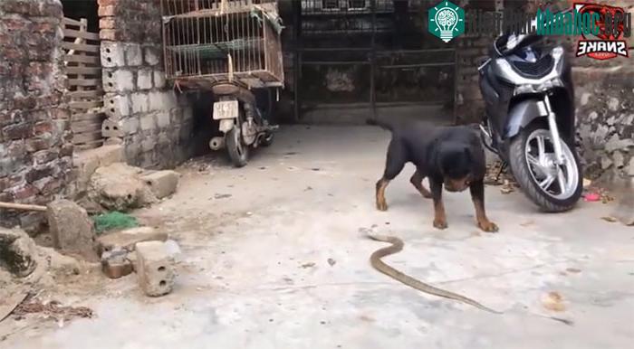 Rắn hổ mang bị con chó hung dữ kéo ra khỏi nơi ẩn nấp.