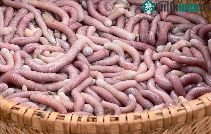 Con sá sùng được dân sành ăn mệnh danh là "mì chính thiên nhiên".