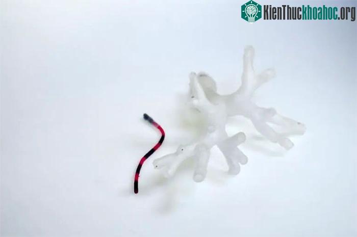 Robot xúc tu từ tính có thể làm thay đổi phương pháp phẫu thuật ung thư ảnh 0