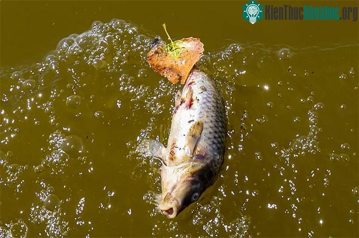 Mặt nước "hồ ma" Tulare.