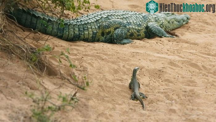 Con kỳ đà đang quan sát cá sấu.