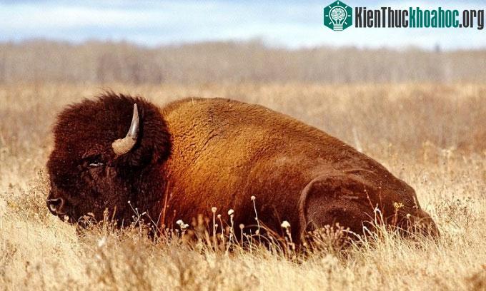 Bò rừng Bison