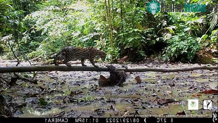 Con lười chậm chạp&nbsp;thoát vuốt mèo&nbsp;gấm Ocelot ảnh 0