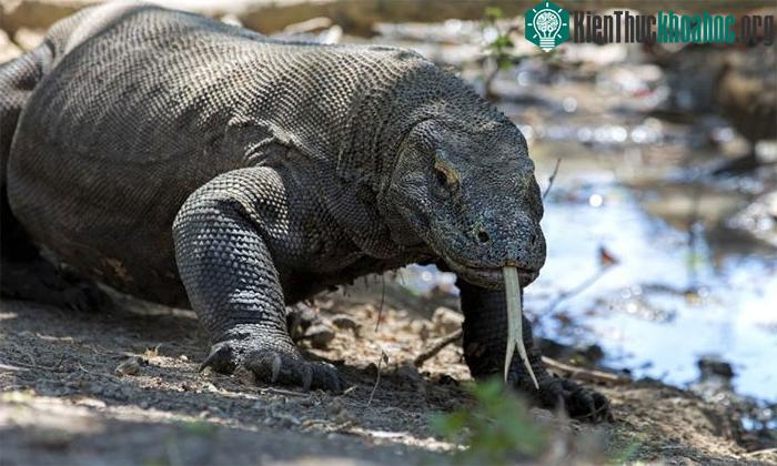 Rồng Komodo là những thợ săn hung dữ