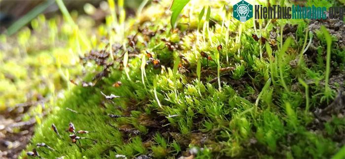Suốt 165 triệu năm qua, ngoại hình rêu thuộc chi Takakia dường như không thay đổi