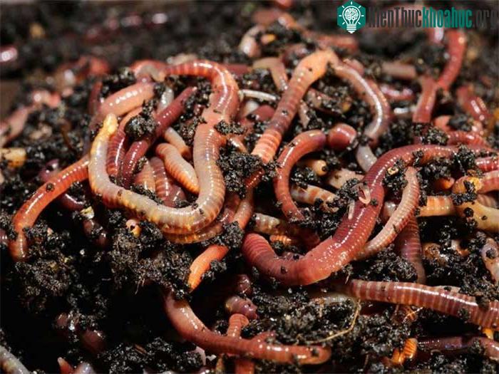 Những con giun có thể di chuyển 8 tấn đất trên mỗi mẫu đất.