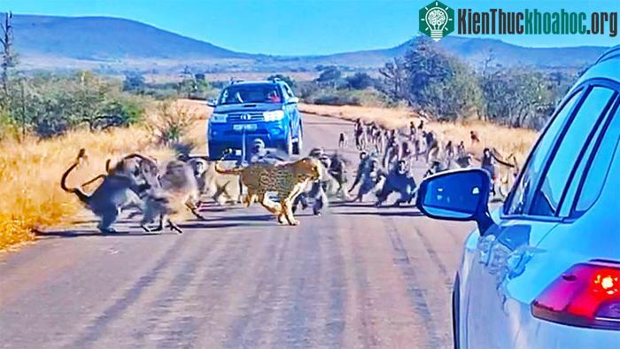 Báo hoa mai bị đàn khỉ tấn công ngược lại.