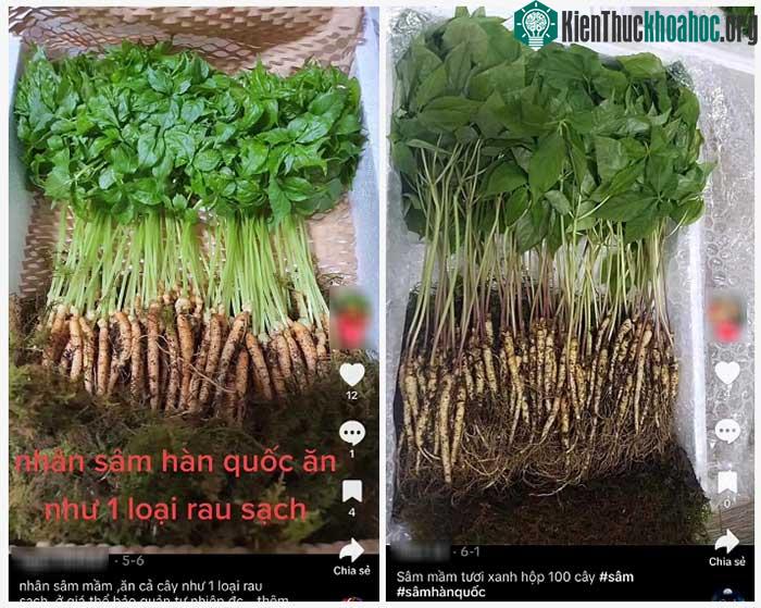 Nhiều quảng cáo về nhân sâm mầm có công dụng không kém nhân sâm củ, có thể ăn thay rau.