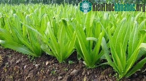 Thân của cây diếp thơm có dạng hình trụ và phân nhánh ở phần đỉnh.