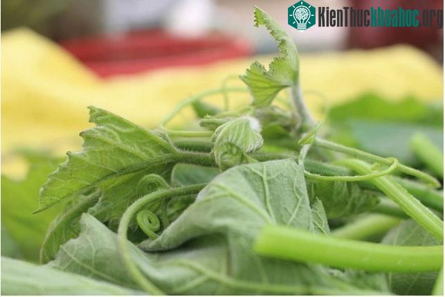 Rau bí có chứa nhiều vitamin và khoáng chất tốt cho sức khỏe.