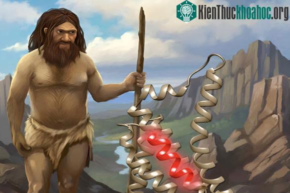 Sắp có thuốc đột phá từ cơ thể 2 loài người tuyệt chủng? ảnh 0