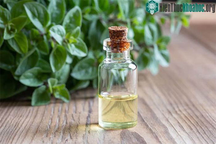Cả dầu oregano và tinh dầu oregano đều được chứng minh là có đặc tính chống viêm.