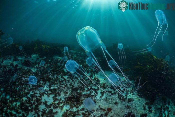 Sứa độc đang tập trung ngày càng nhiều ở khu vực gần bến tàu Ao Nam Mao ở Ao Nang.
