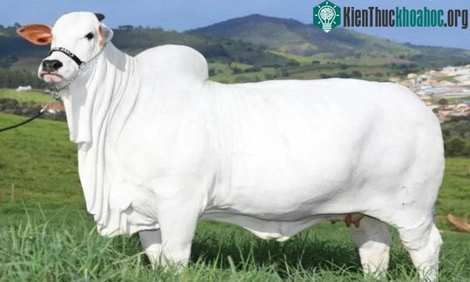 Bò Viatina-19 FIV Mara Imóveis đạt giá trị kỷ lục