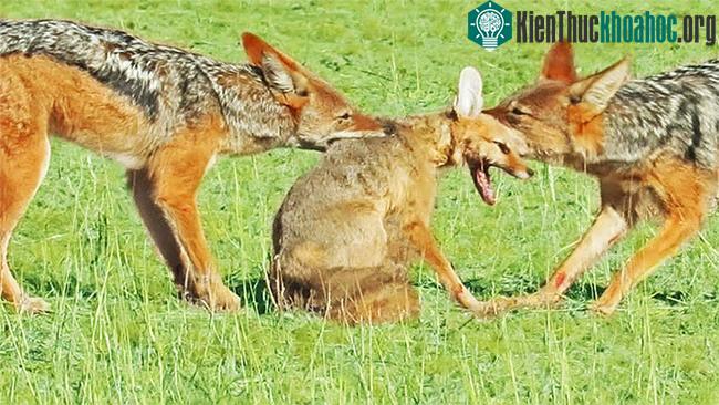 Con cáo trong video là cáo lưng bạc, còn có tên gọi cáo Cape.