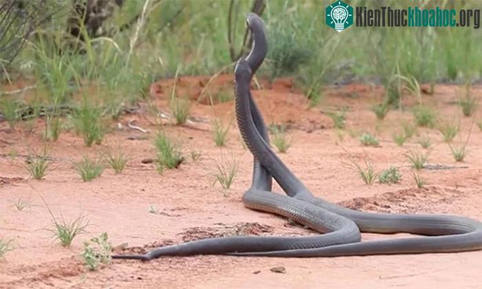 Hành vi trong video có tên gọi "plaiting combat".