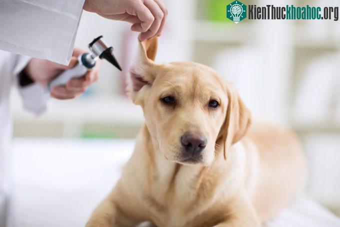 Nhiều loại nấm được phát hiện trong tai của những chú chó.