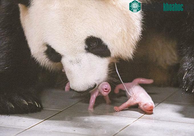 Gấu trúc mẹ Ai Bao và hai con song sinh.