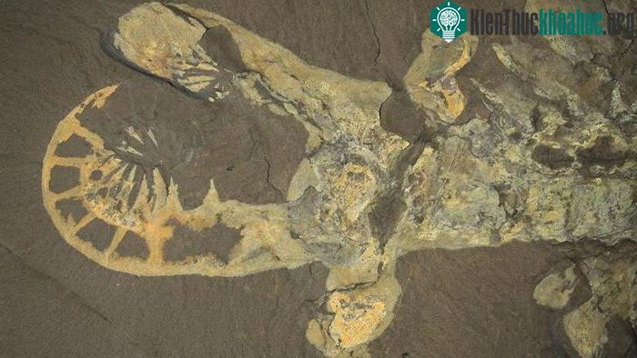 Anomalocaris canadensis là loài động vật biển lớn nhất sống cách đây 508 triệu năm