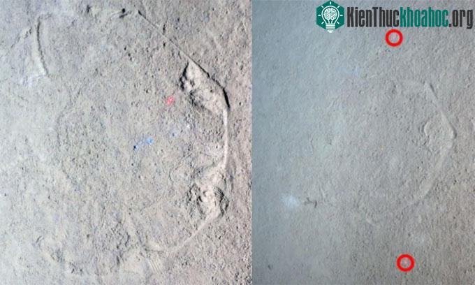 Những họa tiết hình bát giác dưới đáy biển.