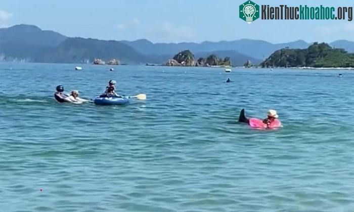 Cá heo tấn công người bơi trên bãi biển.