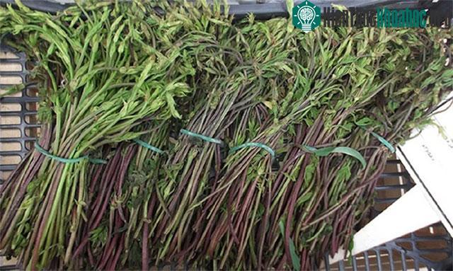 Chồi hoa bia là một bộ phận của cây hoa bia.