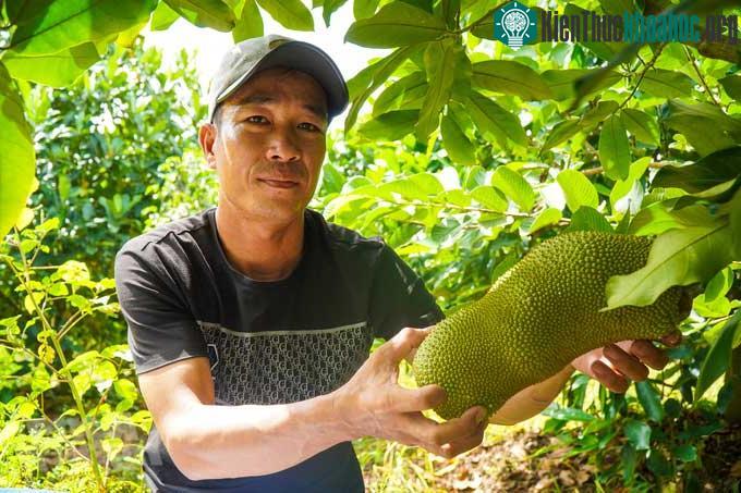 &nbsp;Anh Nguyễn Hữu Khang kiểm tra mít sầu riêng.